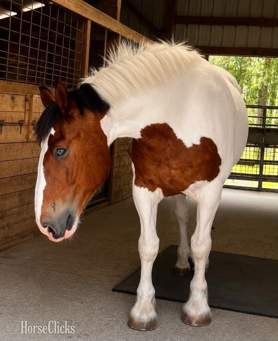 Draft - "DUKE" Tabiano Gelding Draft in Florida