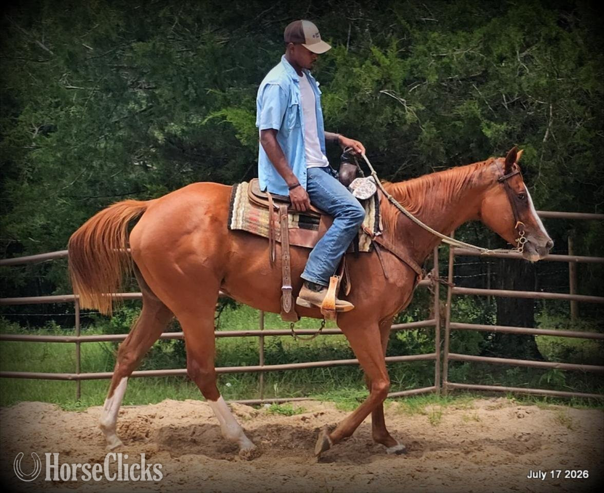"Mercedes" Sorrel Mare Quarter Horse