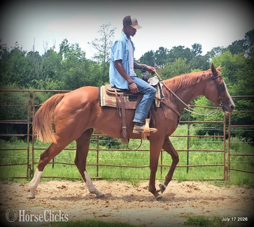 Texas "Mercedes" Sorrel Mare Quarter Horse