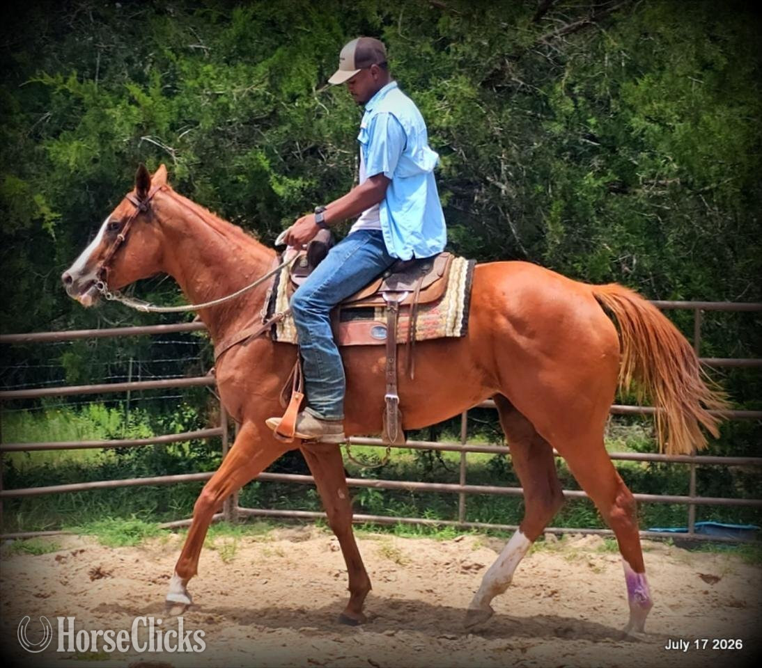 "Mercedes" Sorrel Mare Quarter Horse - Quarter Horse