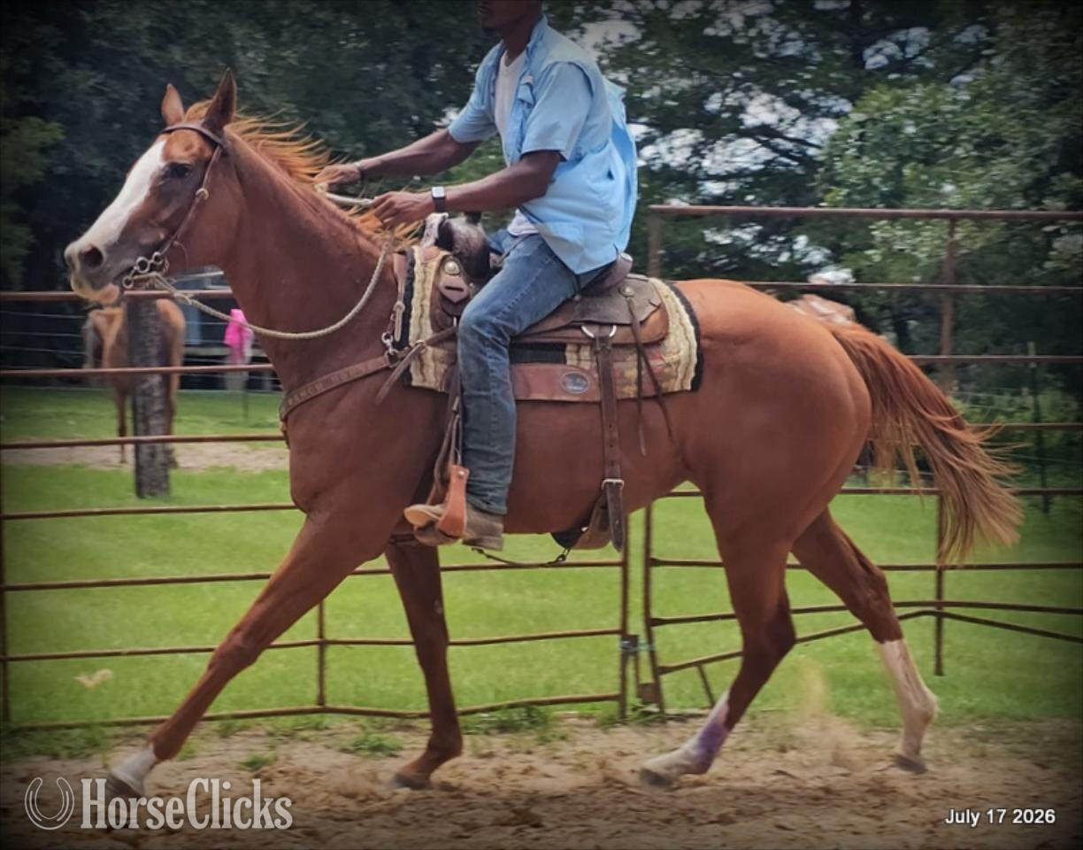 "Mercedes" Sorrel Mare Quarter Horse Texas