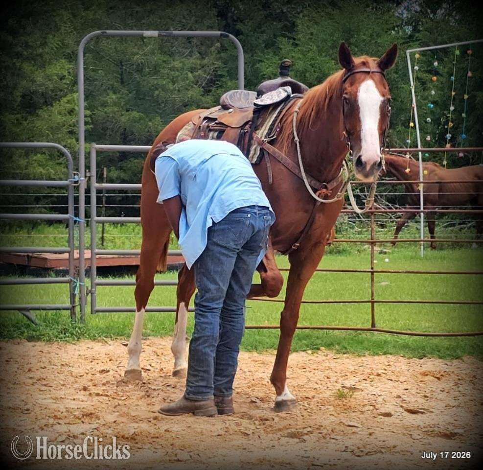Quarter Horse - "Mercedes" Sorrel Mare Quarter Horse in Texas