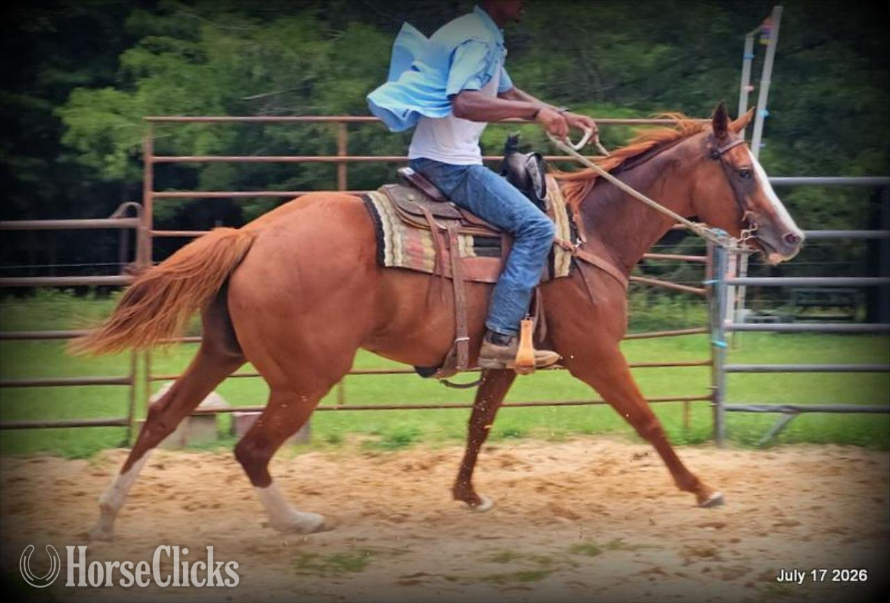 Quarter Horse - "Mercedes" Sorrel Mare Quarter Horse