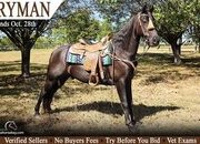 "Ryman" Black Gelding Tennessee Walker