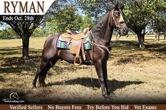 "Ryman" Black Gelding Tennessee Walker