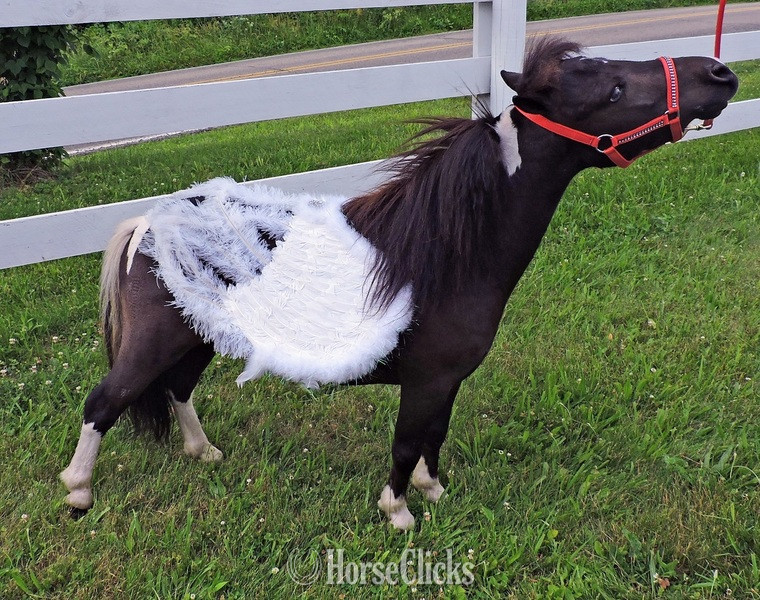 "Please call or text us at *941-548-MINI*" White Mare American Miniature