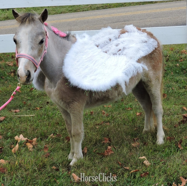 Florida "Please call or text us at *941-548-MINI*" White Mare American Miniature