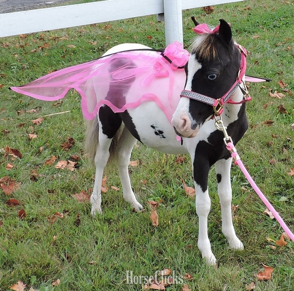 "Please call or text us at *941-548-MINI*" White Mare American Miniature - American Miniature in Florida