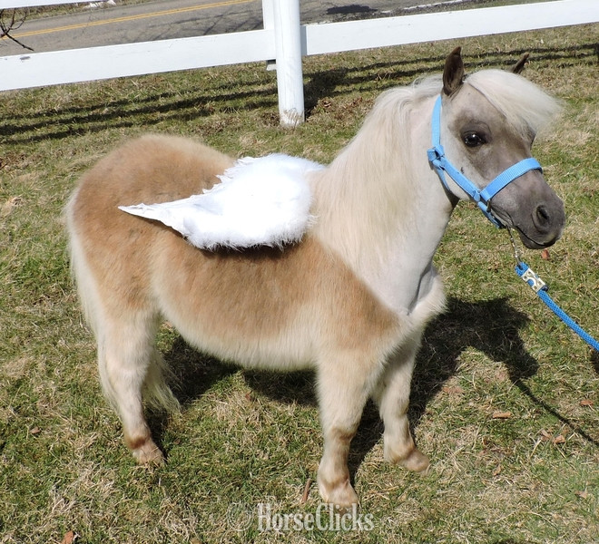 "Please call or text us at *941-548-MINI*" White Mare American Miniature - American Miniature