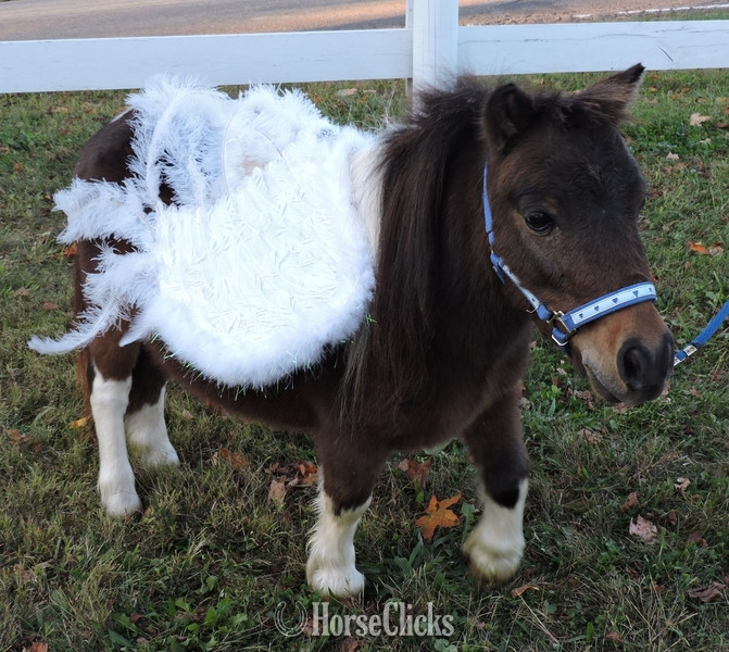 "Please call or text us at *941-548-MINI*" White Mare American Miniature Florida