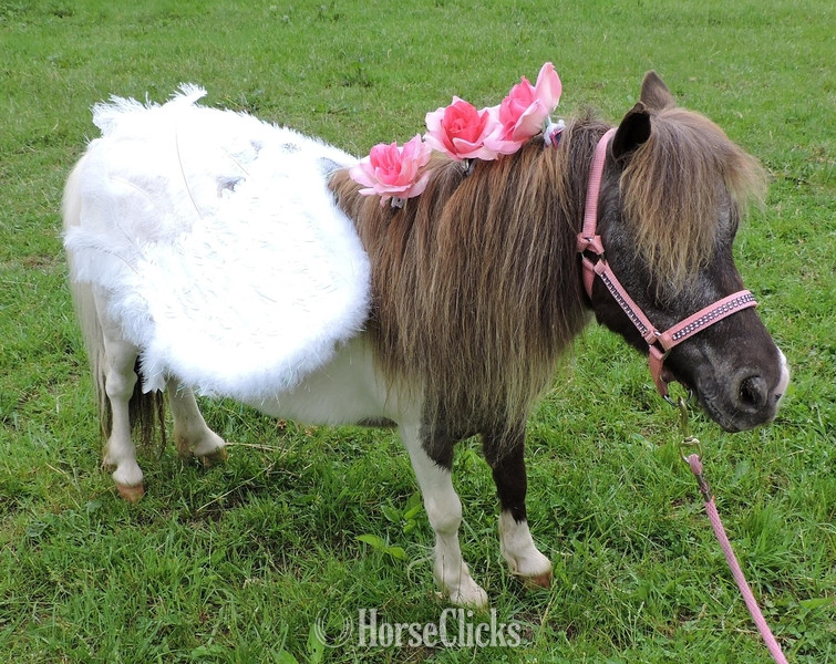 American Miniature - "Please call or text us at *941-548-MINI*" White Mare American Miniature in Florida