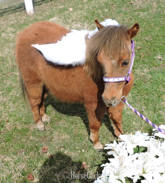 American Miniature - "Please call or text us at *941-548-MINI*" White Mare American Miniature