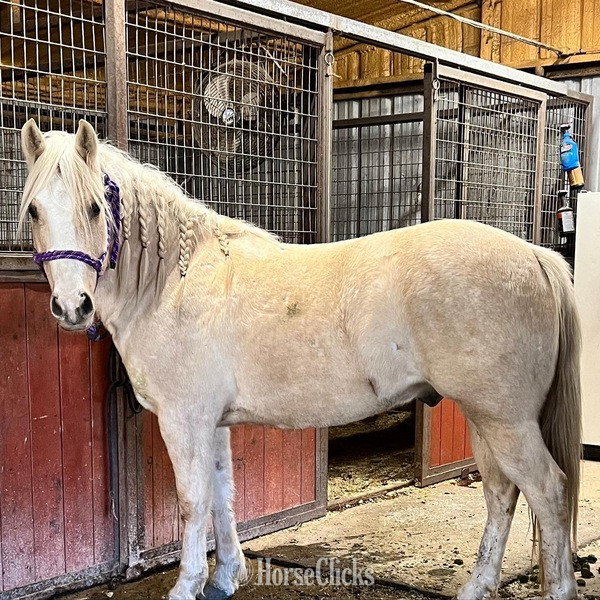 "Waldo" Palomino Gelding Quarter Pony in Texas
