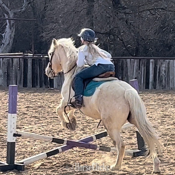 "Waldo" Palomino Gelding Quarter Pony