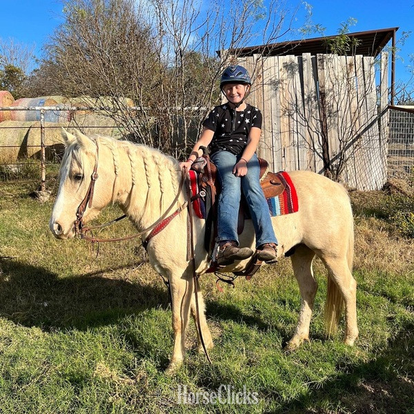 Texas "Waldo" Palomino Gelding Quarter Pony