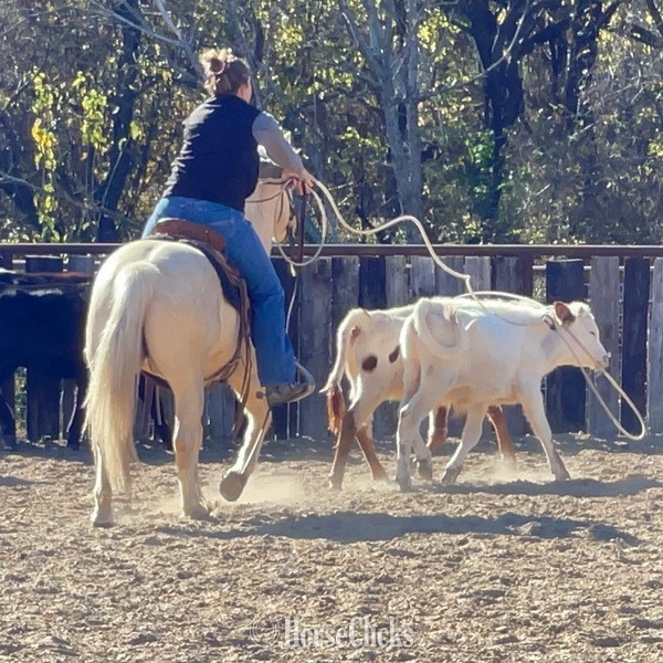 "Waldo" Palomino Gelding Quarter Pony - Quarter Pony in Texas
