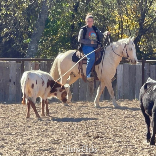 "Waldo" Palomino Gelding Quarter Pony - Quarter Pony