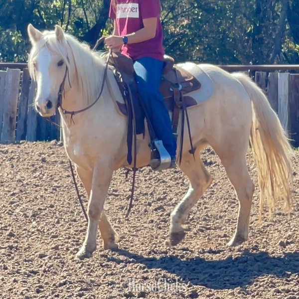 "Waldo" Palomino Gelding Quarter Pony Texas