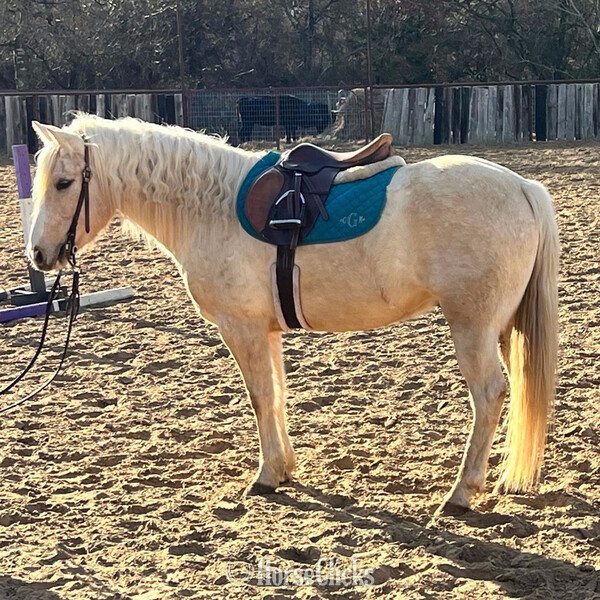 Quarter Pony - "Waldo" Palomino Gelding Quarter Pony in Texas