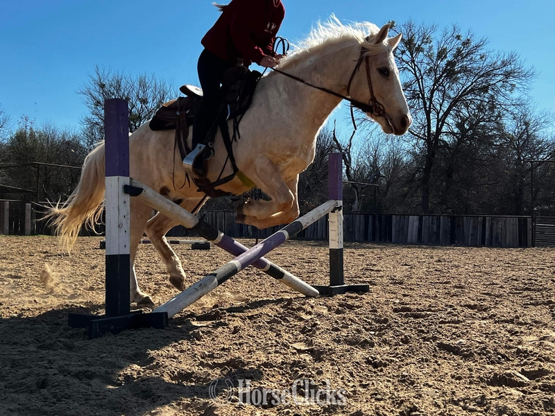 Quarter Pony - "Waldo" Palomino Gelding Quarter Pony