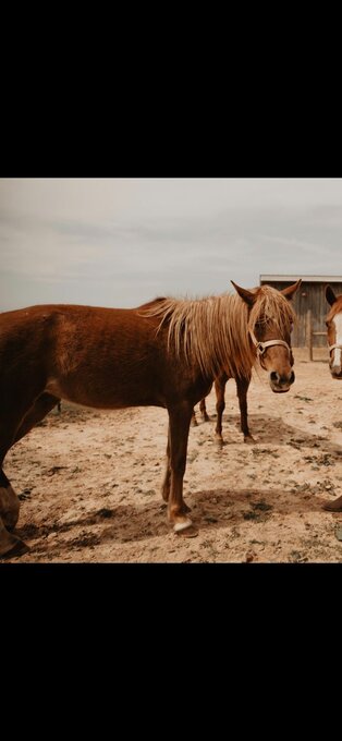 "Khalida" Chestnut Mare Arabian