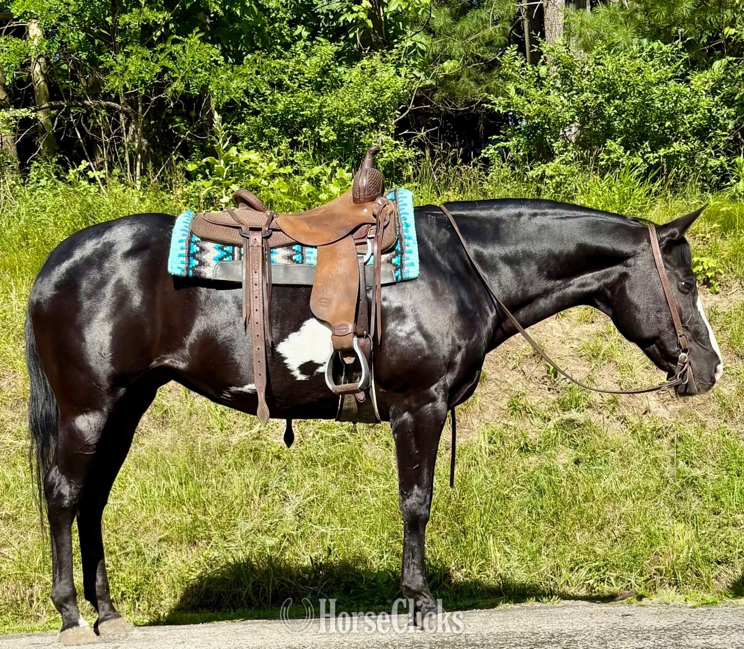 "Lacey"  Mare Paint in Ohio