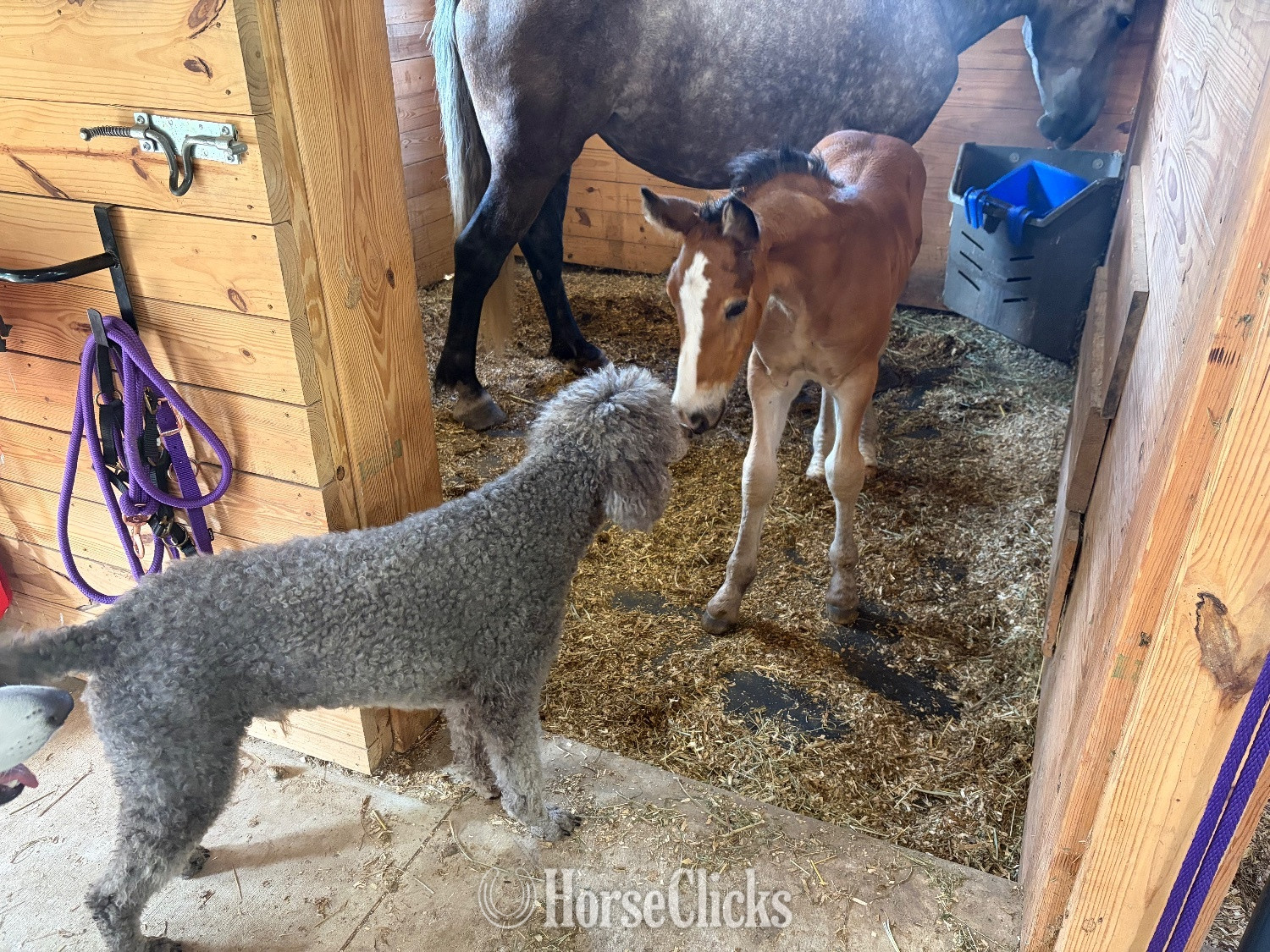 Pennsylvania "Suri" Grey Filly Percheron