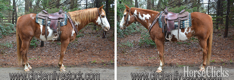 ""Blaine"" Overo Gelding Paint in North Carolina