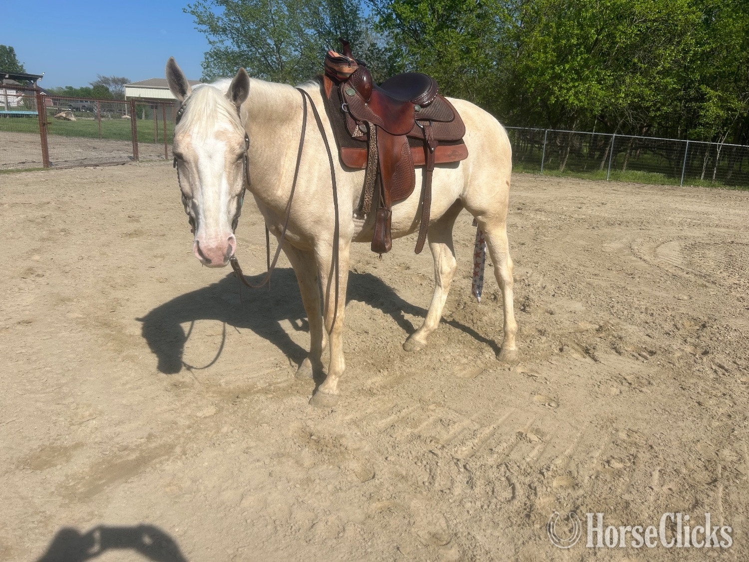 "Peppy’s Poco Dual" Palomino Gelding Quarter Horse in Texas