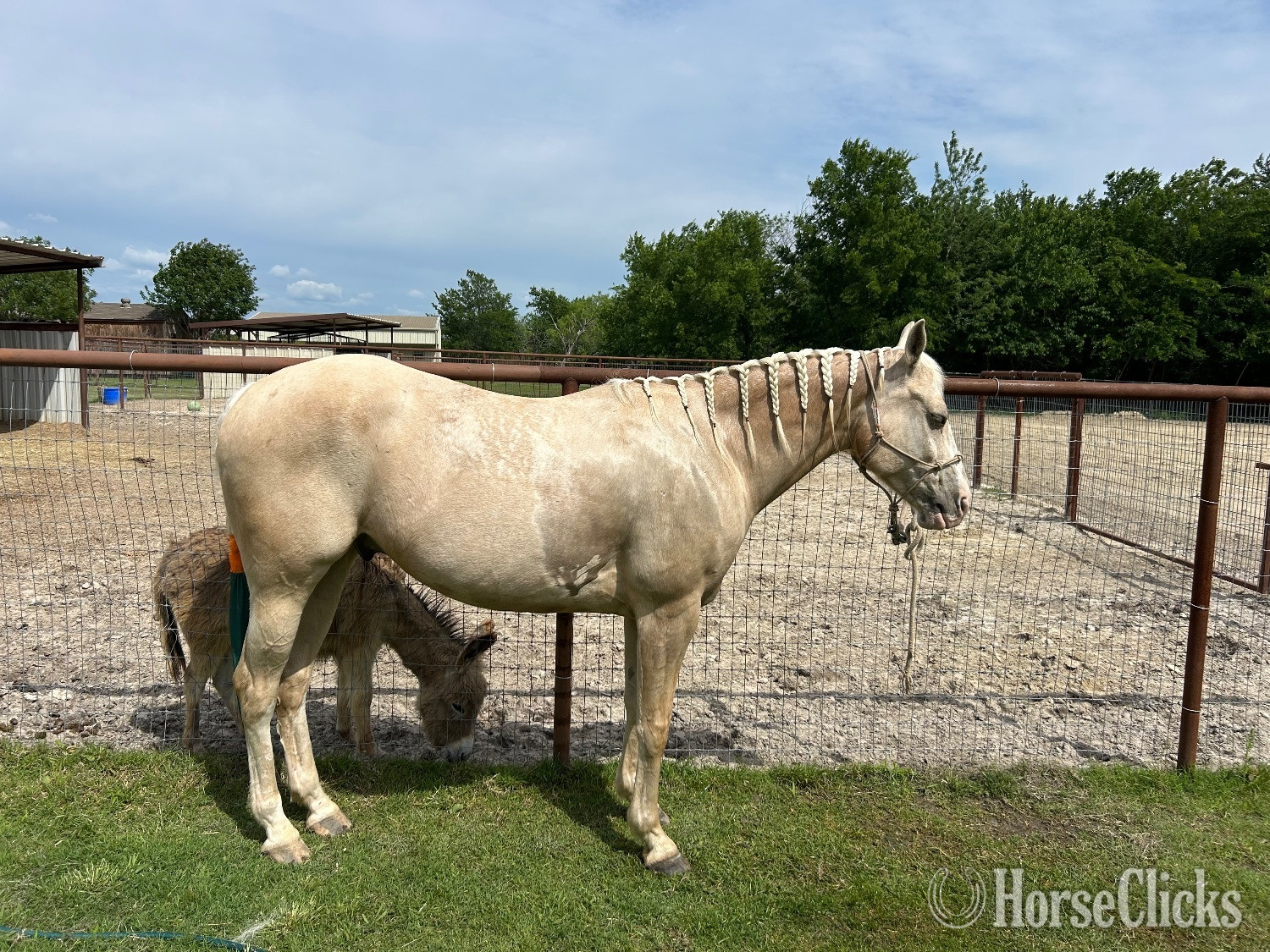 "Peppy’s Poco Dual" Palomino Gelding Quarter Horse