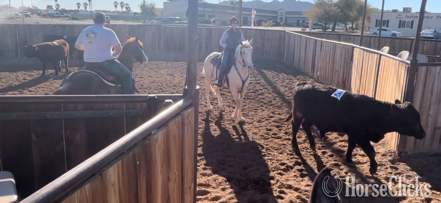 "Peppy’s Poco Dual" Palomino Gelding Quarter Horse - Quarter Horse in Texas