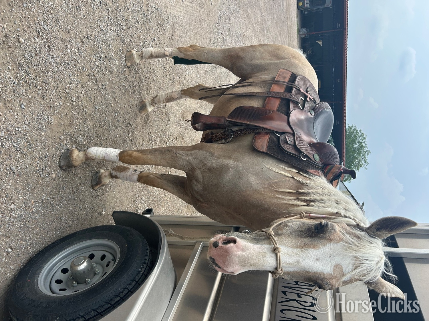 "Peppy’s Poco Dual" Palomino Gelding Quarter Horse - Quarter Horse
