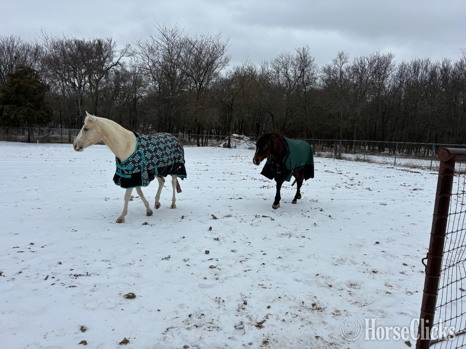 "Peppy’s Poco Dual" Palomino Gelding Quarter Horse Texas