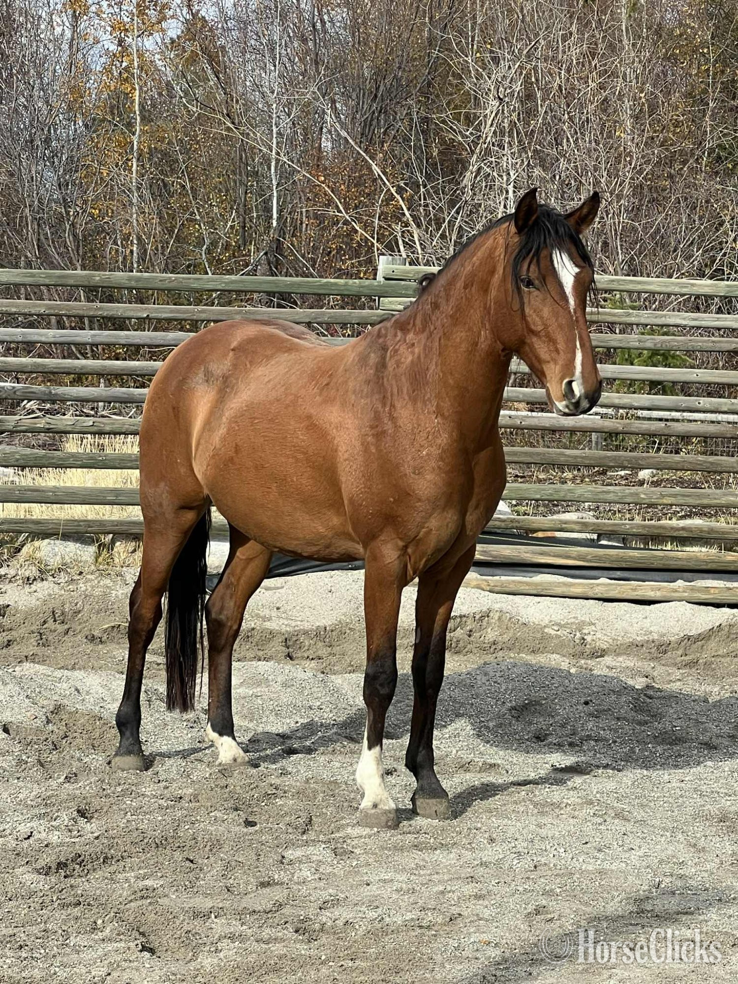 "Flying Oaks Rafael" Bay Gelding Mangalarga in British Columbia