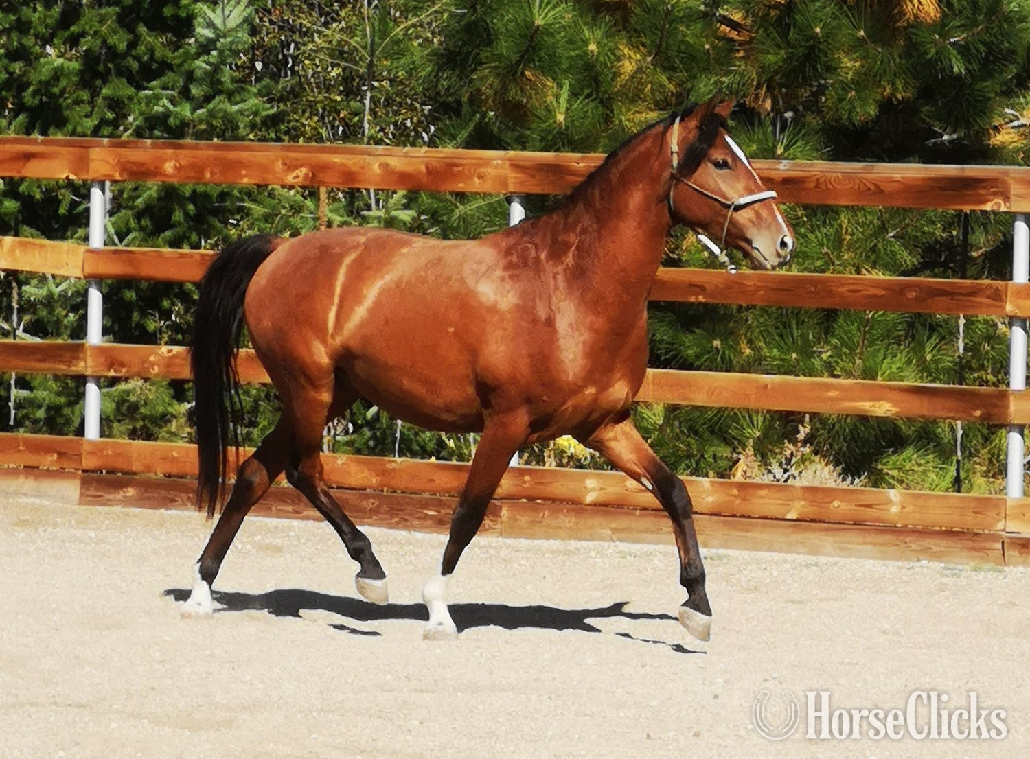 "Flying Oaks Rafael" Bay Gelding Mangalarga