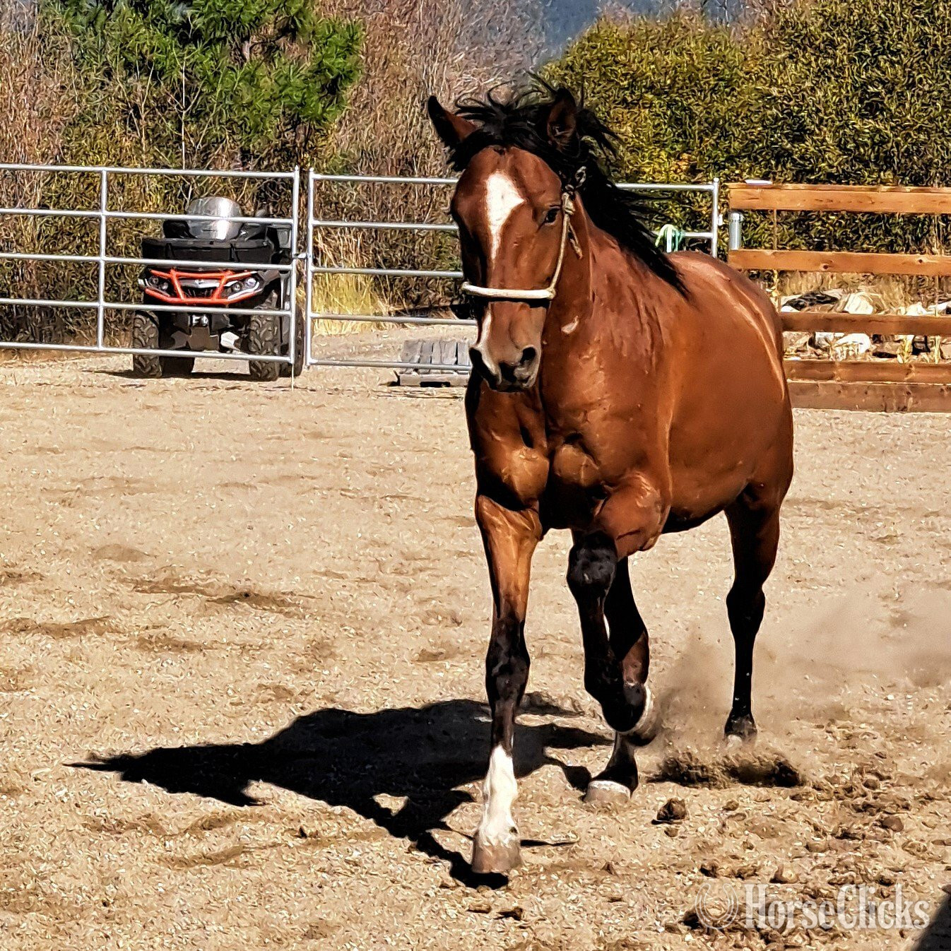 British Columbia "Flying Oaks Rafael" Bay Gelding Mangalarga