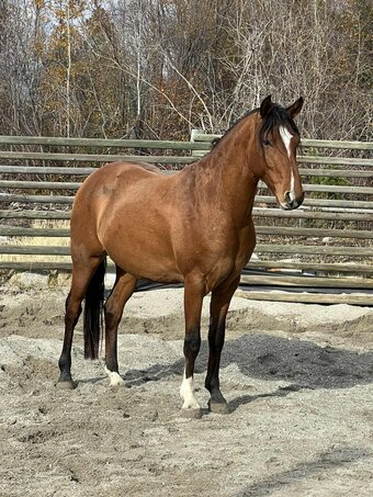 "Flying Oaks Rafael" Bay Gelding Mangalarga