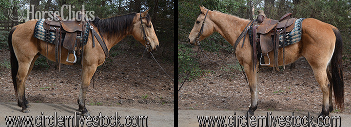 "Wheeler" Buckskin Gelding Quarter Horse in North Carolina