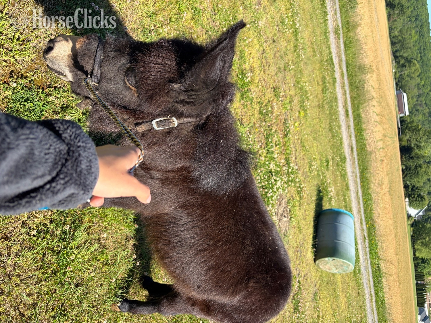 "Duncan" Bay Colt Mule in Pennsylvania