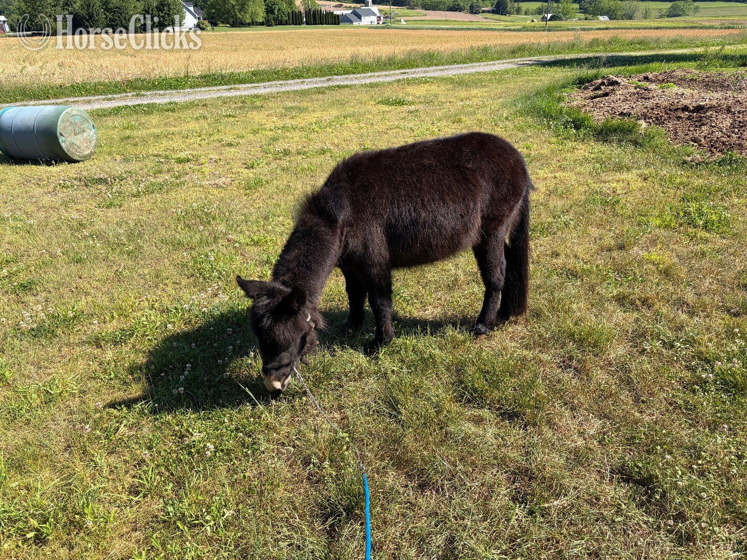 "Duncan" Bay Colt Mule