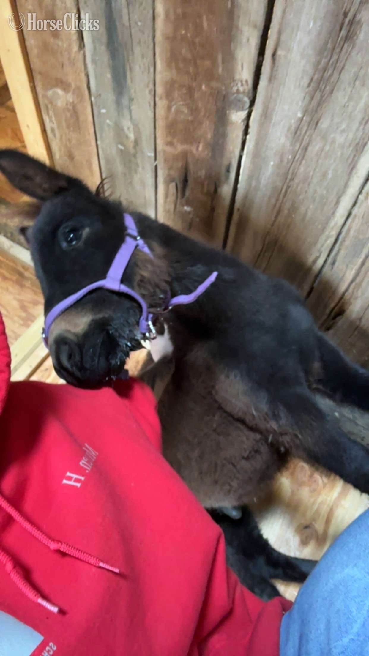 Pennsylvania "Duncan" Bay Colt Mule