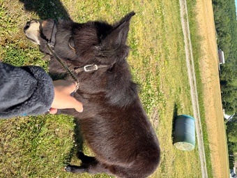 "Duncan" Bay Colt Mule