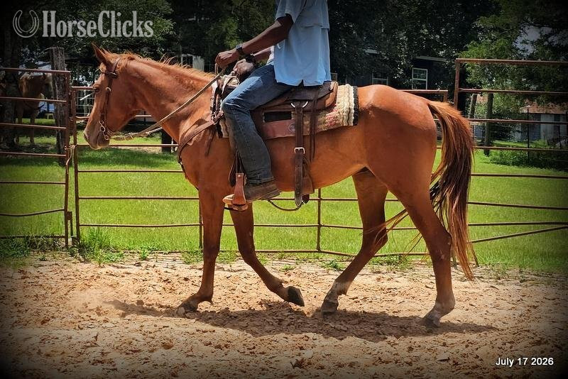 "Bridget" Sorrel Mare Quarter Horse in Texas