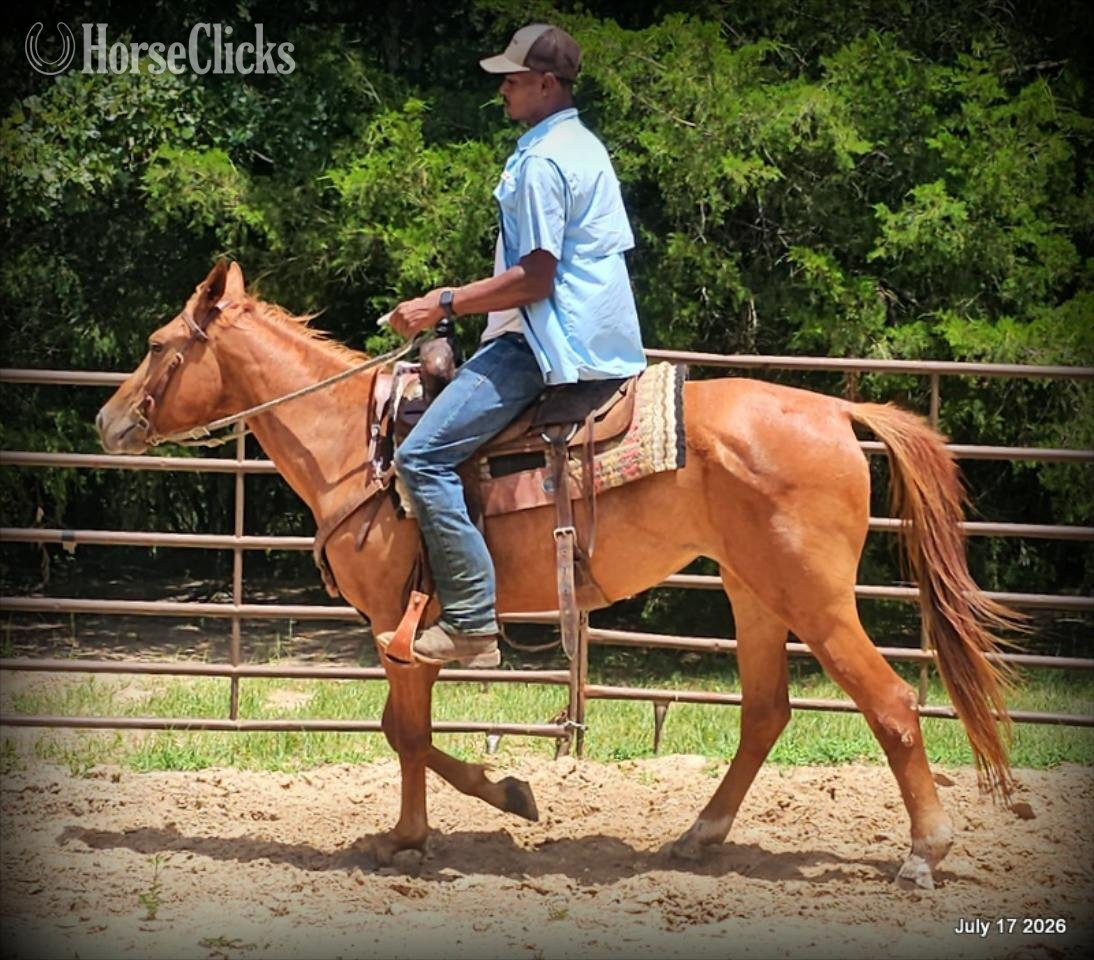 "Bridget" Sorrel Mare Quarter Horse