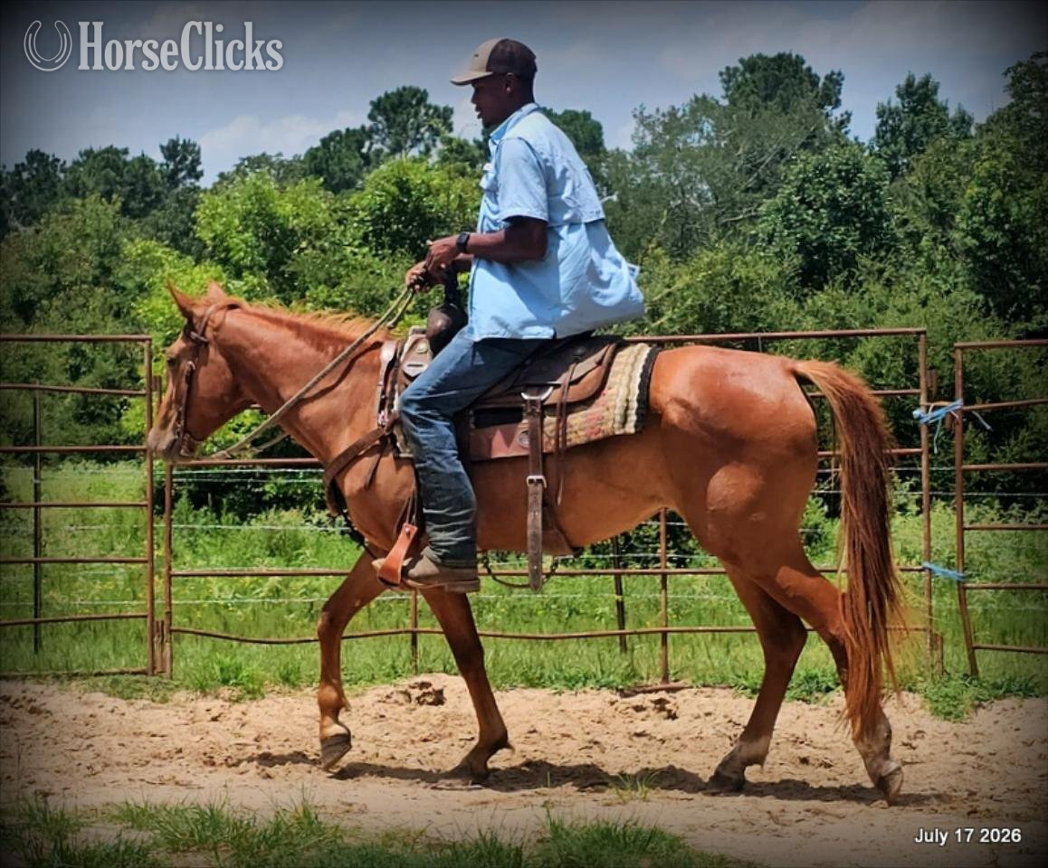 Texas "Bridget" Sorrel Mare Quarter Horse