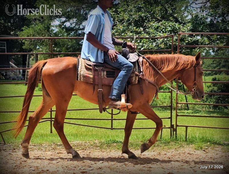 "Bridget" Sorrel Mare Quarter Horse - Quarter Horse