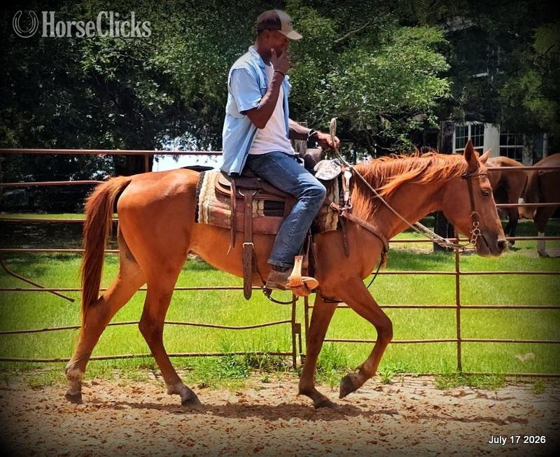 "Bridget" Sorrel Mare Quarter Horse Texas