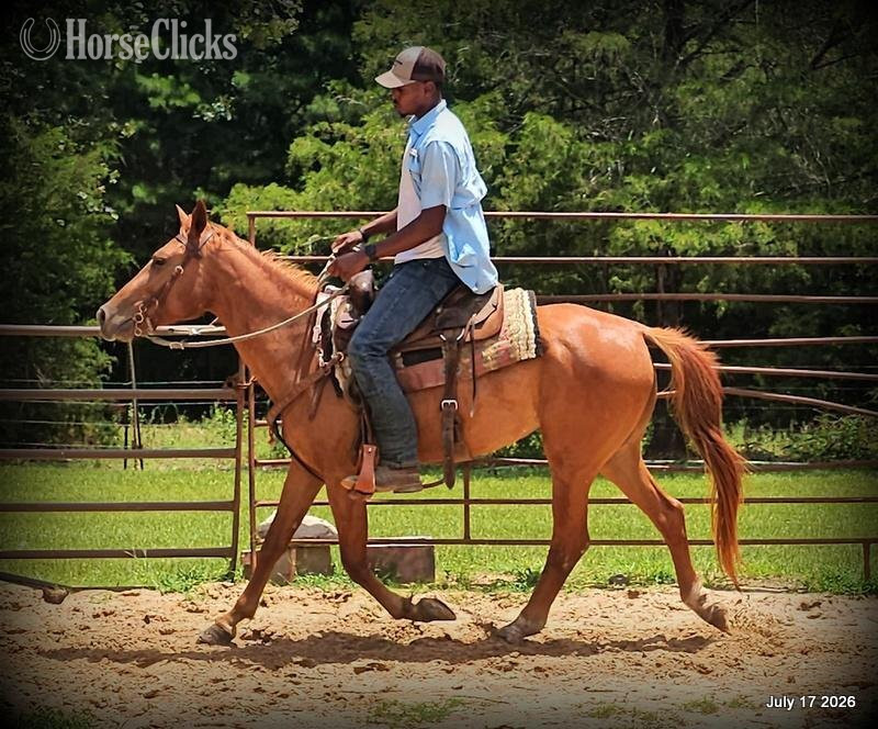 Quarter Horse - "Bridget" Sorrel Mare Quarter Horse