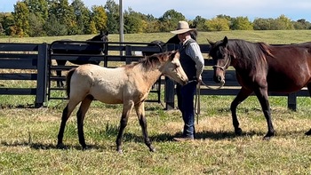 "Ed's Gentle Spirit" Black Colt Tennessee Walker