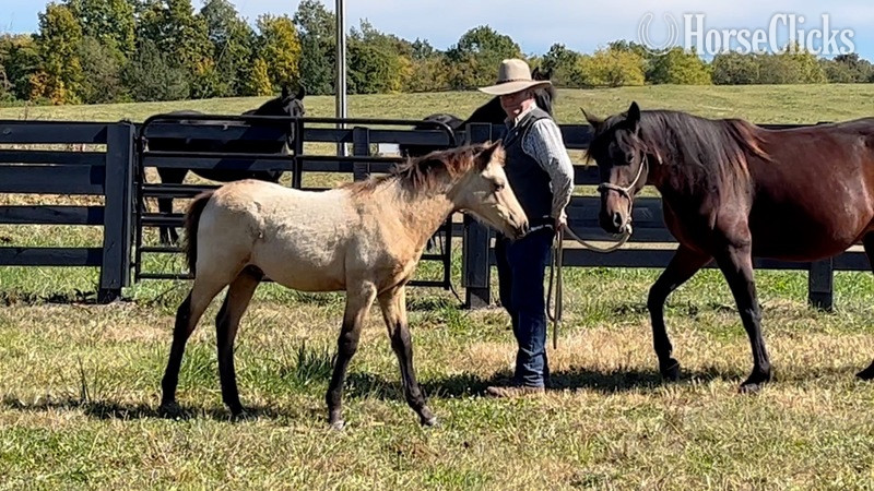 "Ed's Gentle Spirit" Black Colt Tennessee Walker in Kentucky